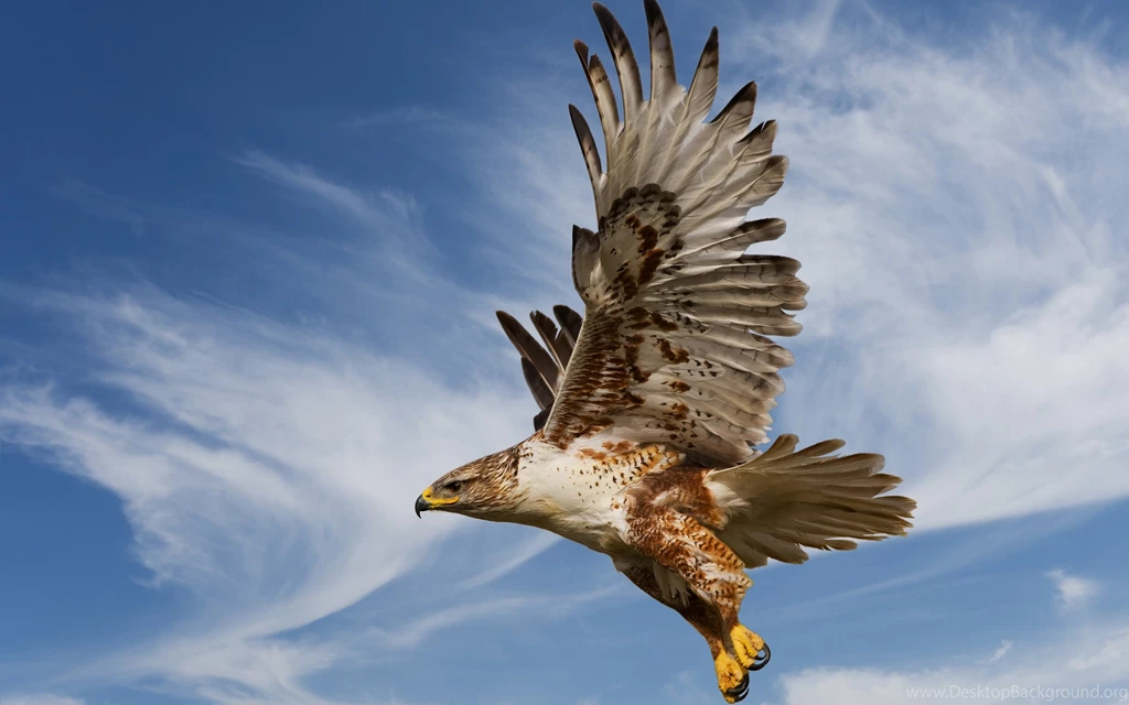 2 Black Eagle HD Wallpapers