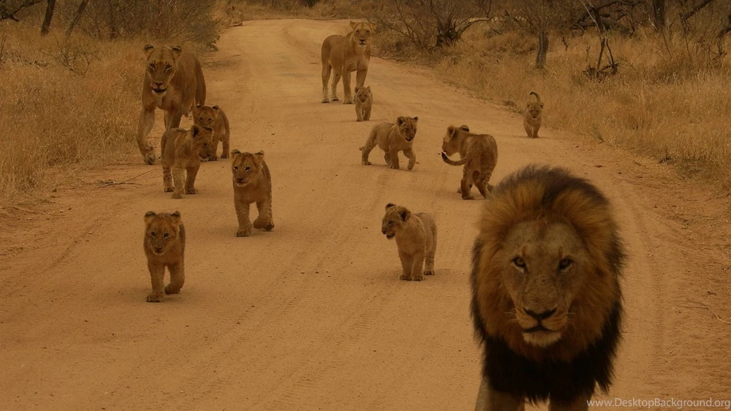 1600x900 Lion Family Wallpapers