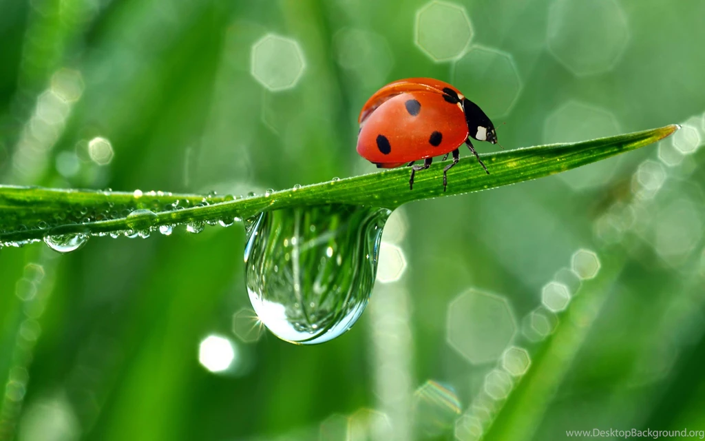 Ladybug Desktop Wallpapers