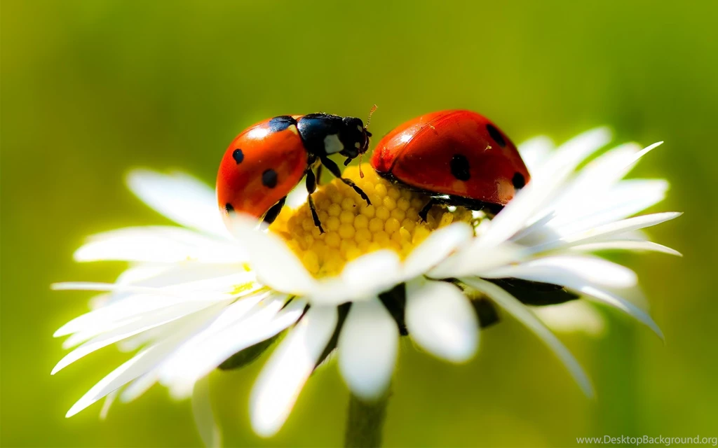 Ladybug Hd Wallpapers Lovely Desktop Background Images Widescreen ...