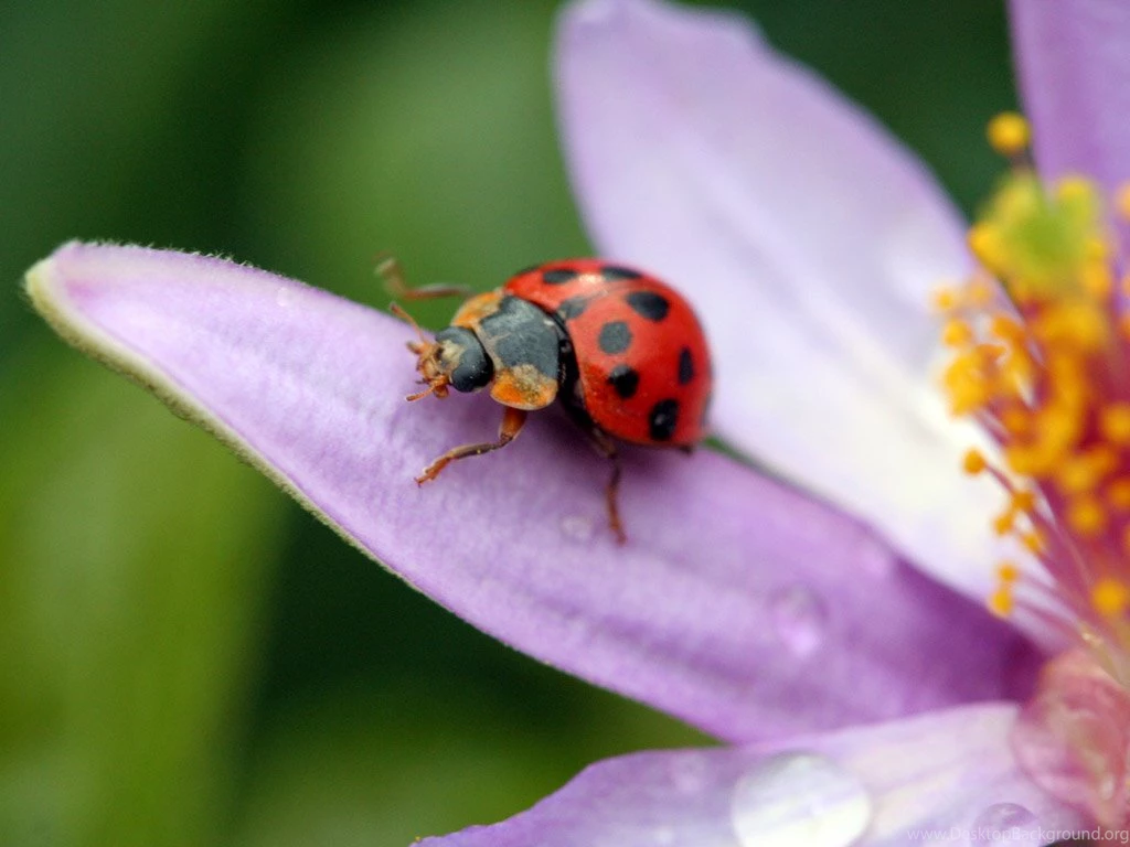 Ladybug Hd Wallpapers Beautiful Desktop Background Images ...