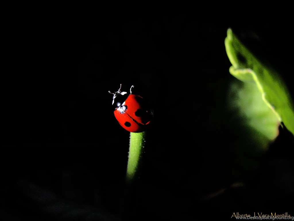 Ladybug And Chameleon By Vladstudio On DeviantArt
