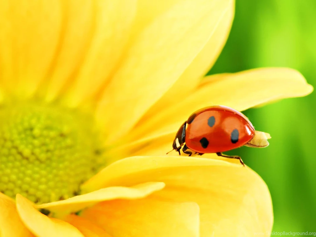 Ladybug Wallpapers Hd Wallpapers Page 0