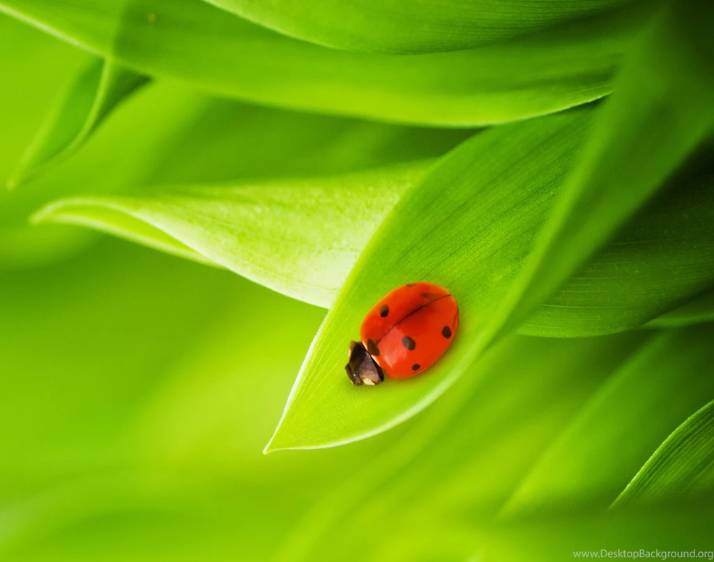 Beautiful Ladybug Wallpapers