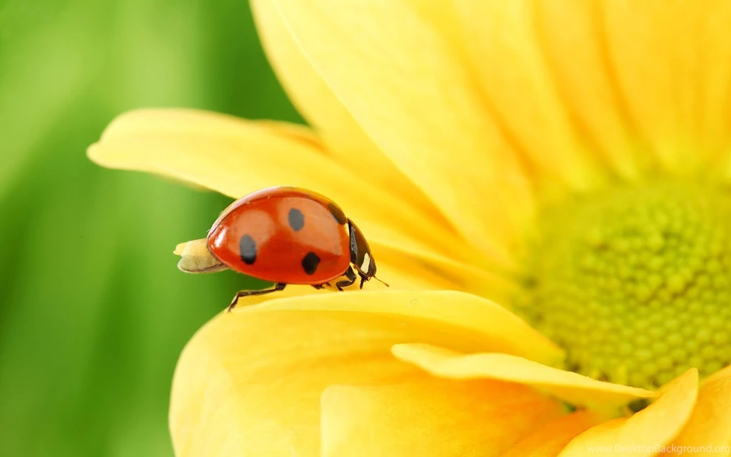 10 Lovely HD Ladybug Wallpapers   HDWallSource.com