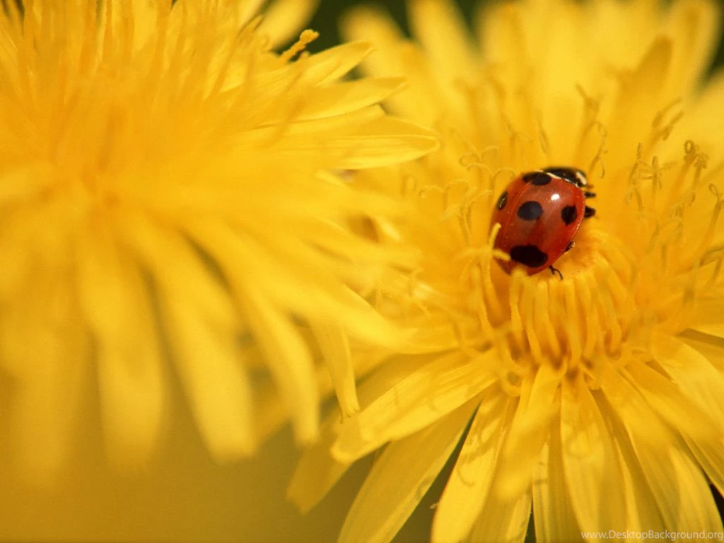 Ladybirds Photos   Ladybugs On Flowrs And Plants 1024x768 NO.5 ...