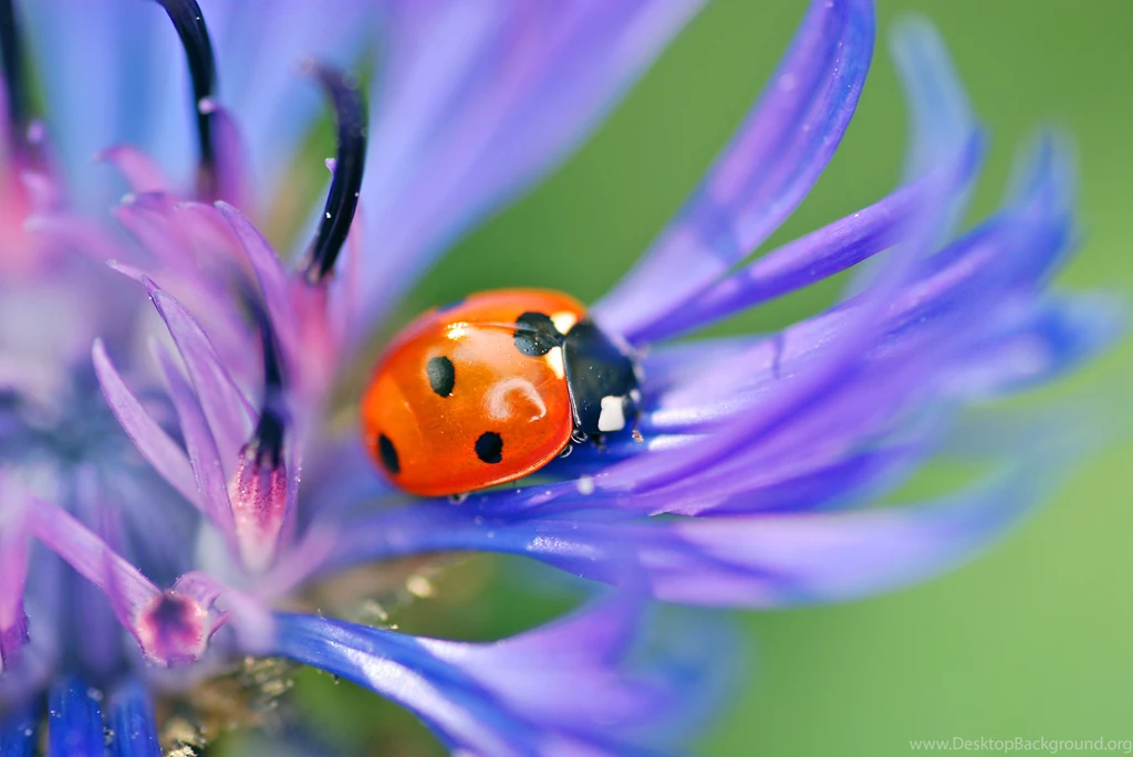 Ladybug Computer Wallpapers, Desktop Backgrounds