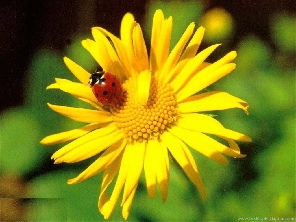 Ladybug HD Desktop Wallpapers