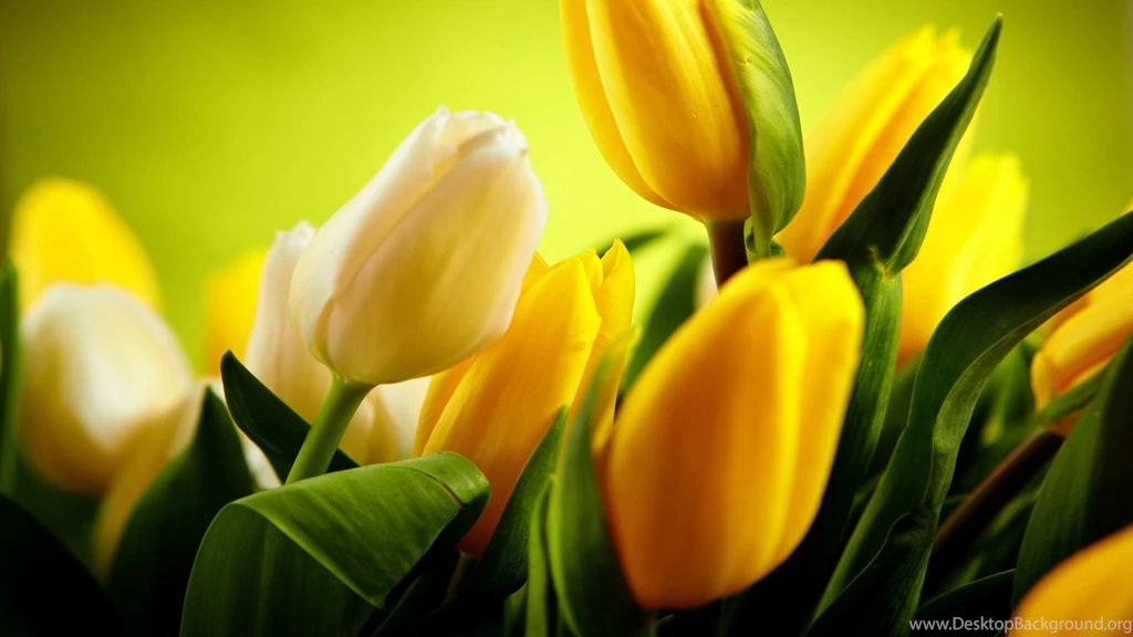 High Resolution Beautiful Flower Tulip Desktop Wallpapers HD 9 Full ...