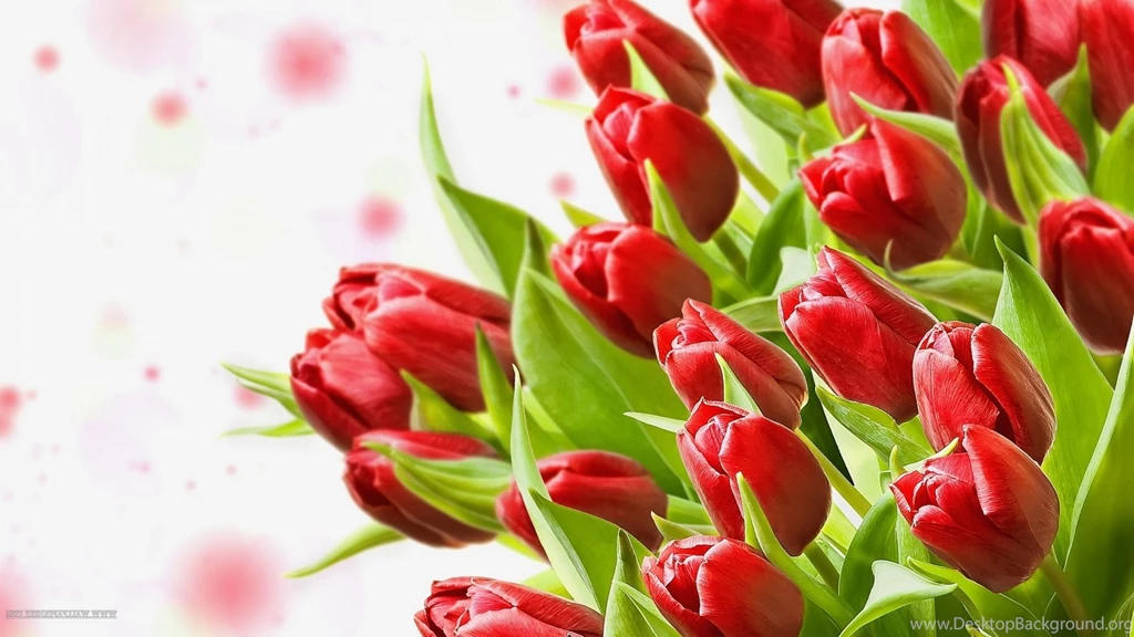 Red Tulips Wallpapers HD Images New