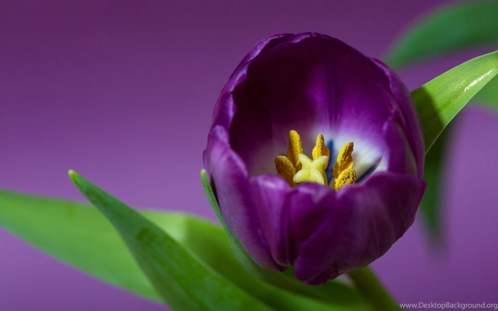 Purple Tulip Flowers Images And Wallpapers Download