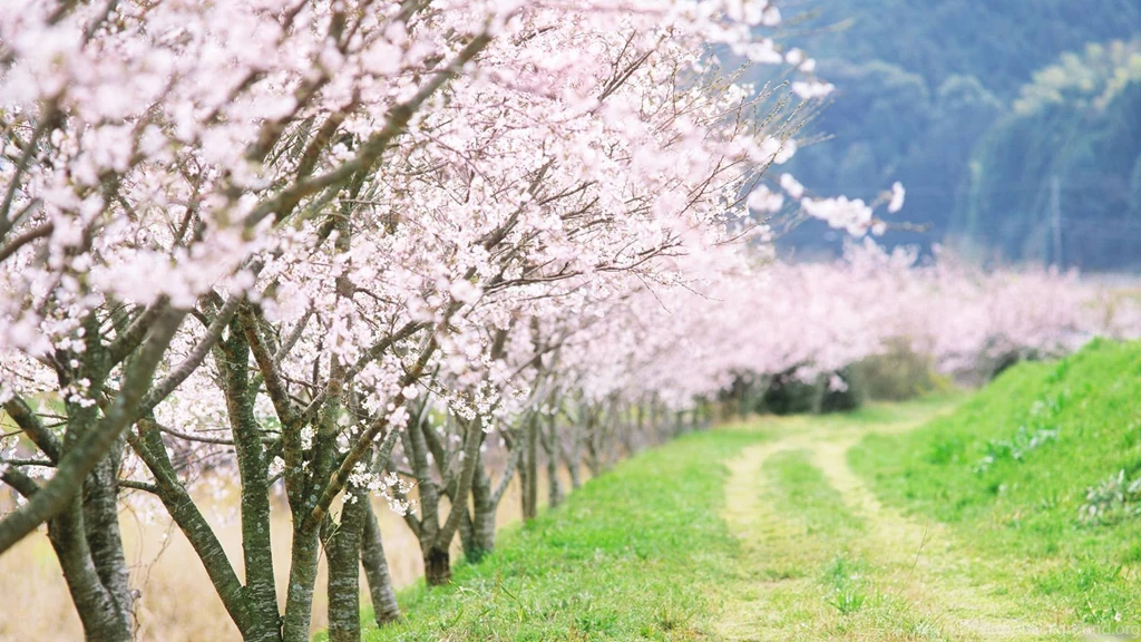 Japanese Flower Wallpaper, Wallpaper, Japanese Flower Wallpapers Hd ...