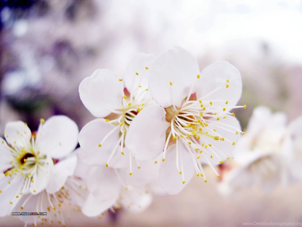 Japanese Flower Wallpapers HD Desktop Backgrounds