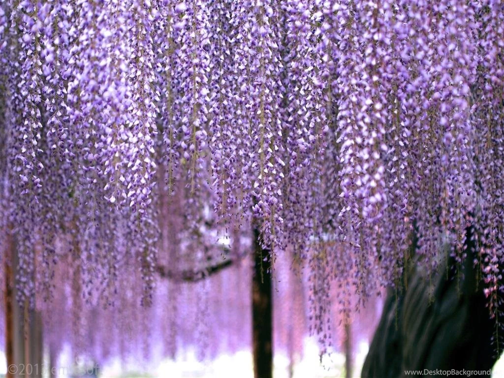 Japanese Flowers HD Wallpapers Android Apps On Google Play