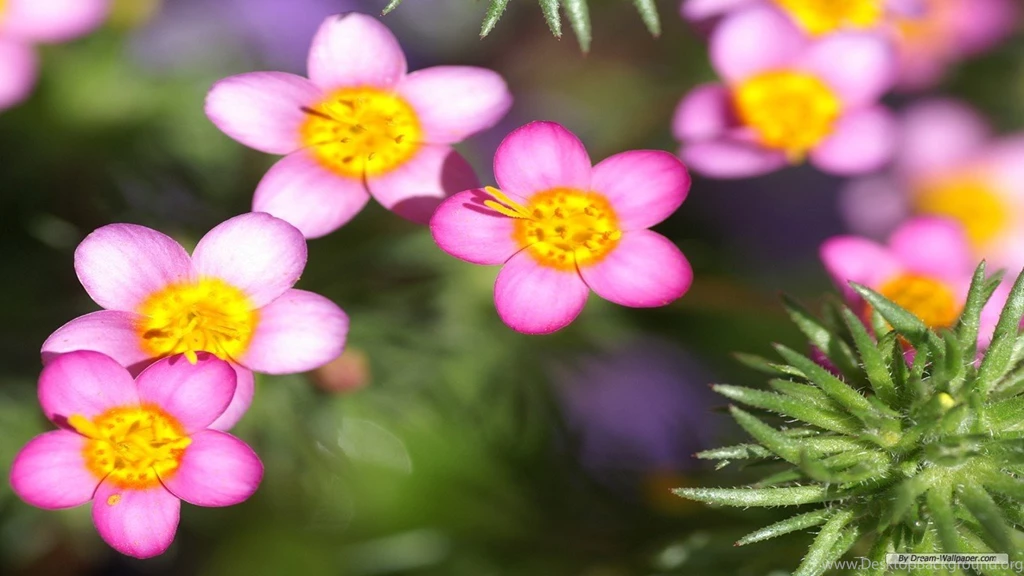 Japanese Flower Wallpapers HD Wallpapers Pretty