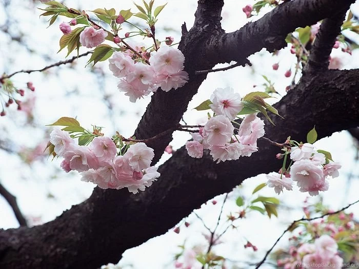 Japanese Sakura Flowers, Cherry Blossom Wallpapers 18 Wallcoo.net