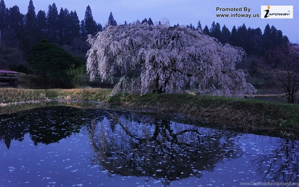 Blossoms Flower Wallpapers Photo 197 Of 329