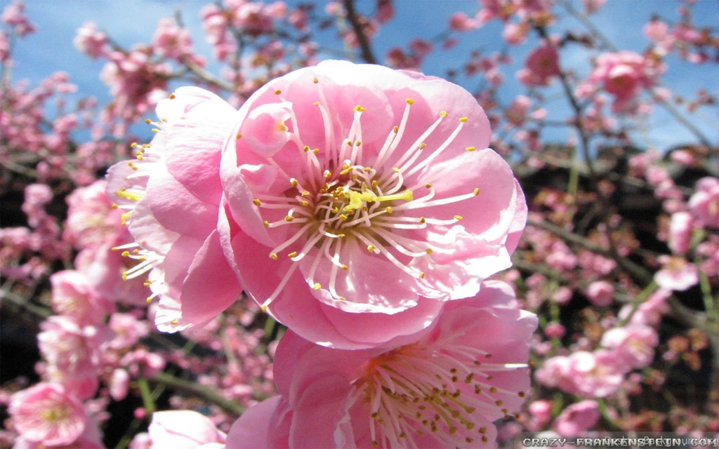 Japan Flowers Wallpapers 2 Crazy Frankenstein