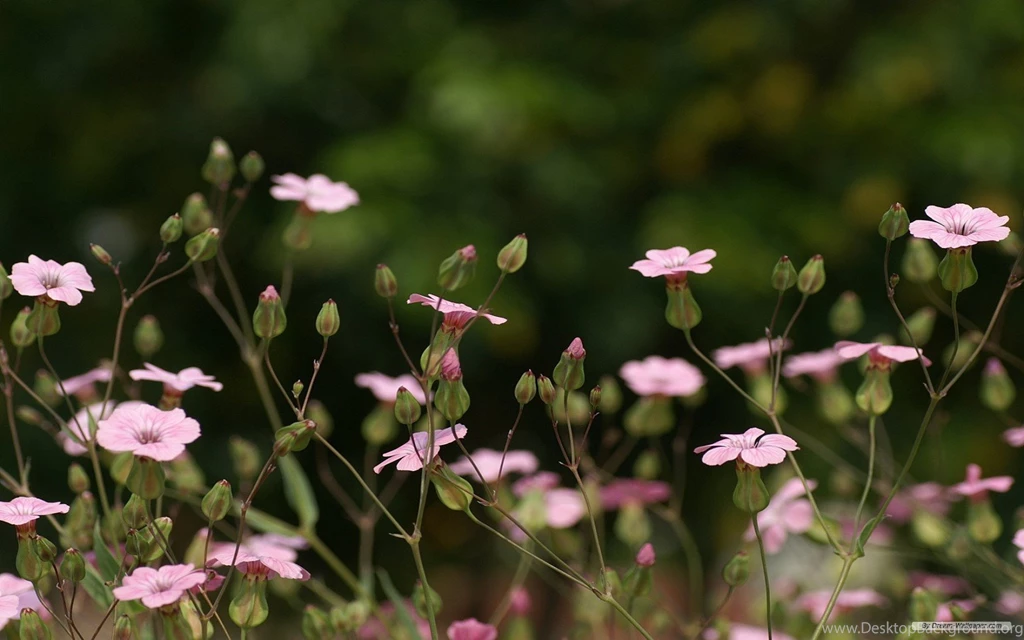 Free Wallpapers Free Flower Wallpapers Japanese Flower 01 ...