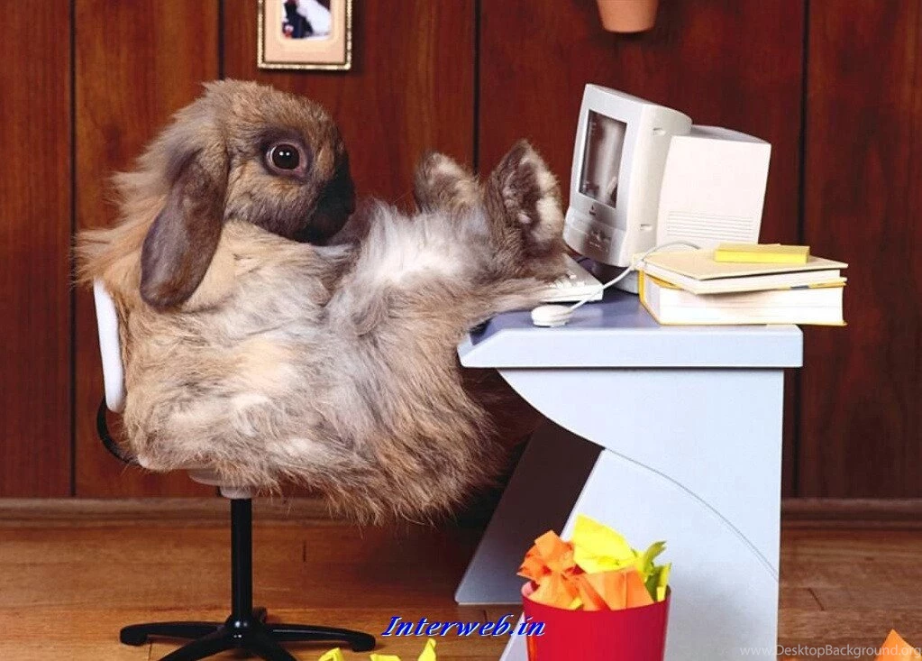 New Funny Wallpapers Wallpapers HD Hi5