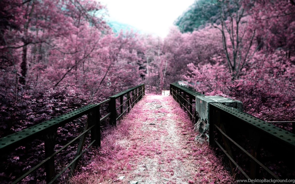 Download Sakura Tree Wallpaper Images