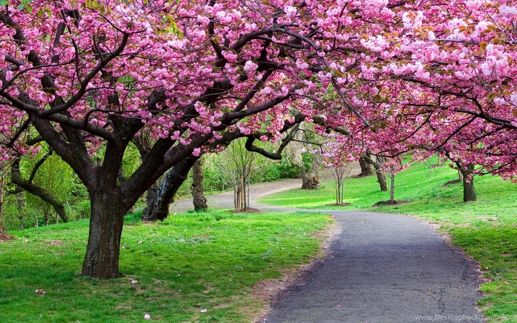Sakura Flower Wallpapers Wallpapers Cave