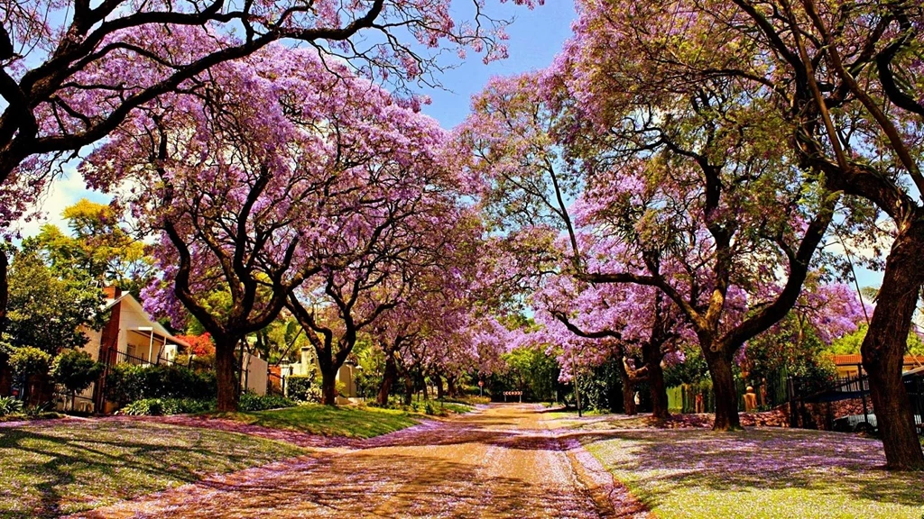 Japanese Foto Blossom Festivall Free Download Wallpapers Cherry