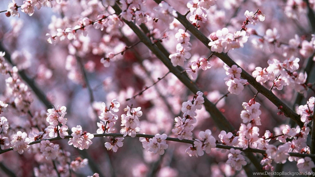 Sakura Cherry Blossom Tree Wallpapers Hd