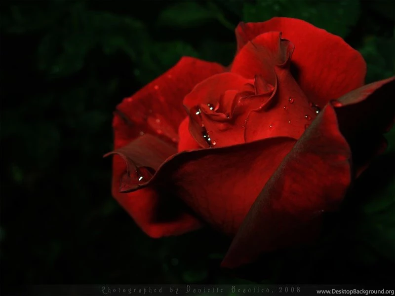 Bara Wallpapers II By Shadds art On DeviantArt