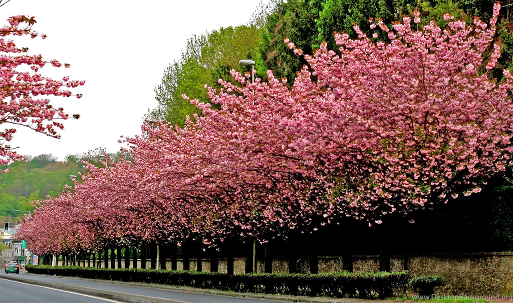 Download Sakura Tree Wallpapers Free
