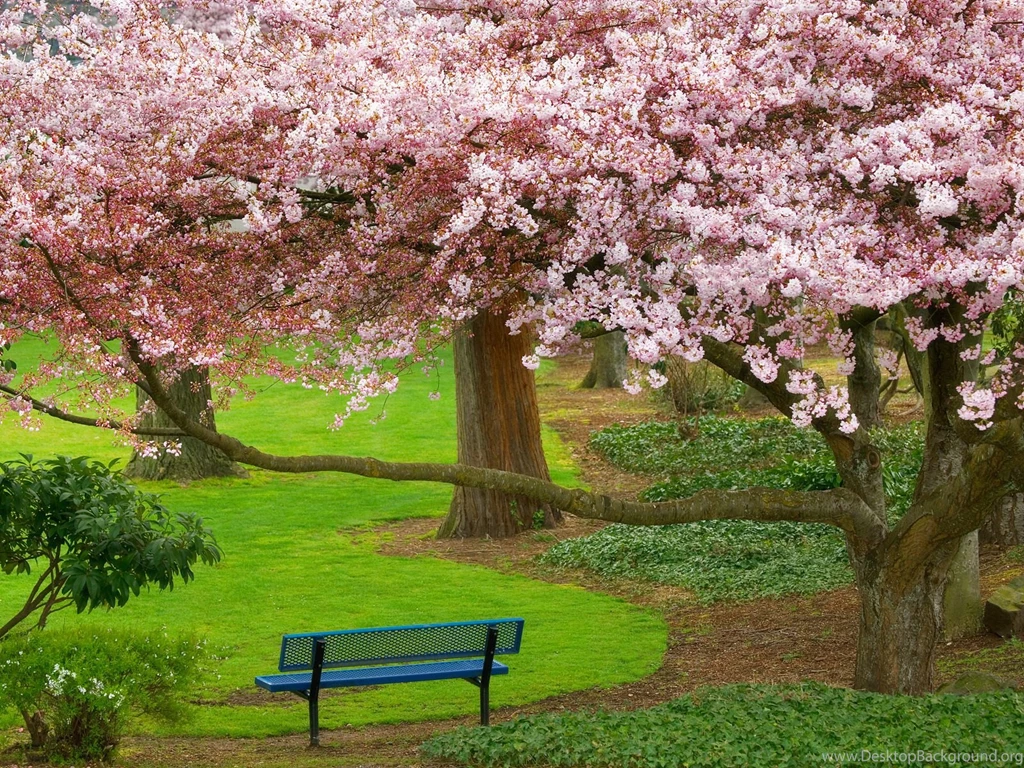 90 Cherry Blossom HD Wallpapers