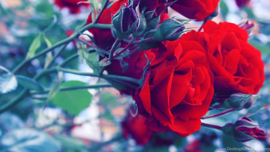 Wallpaper, Widescreen, Roses, Art, Illusionality (