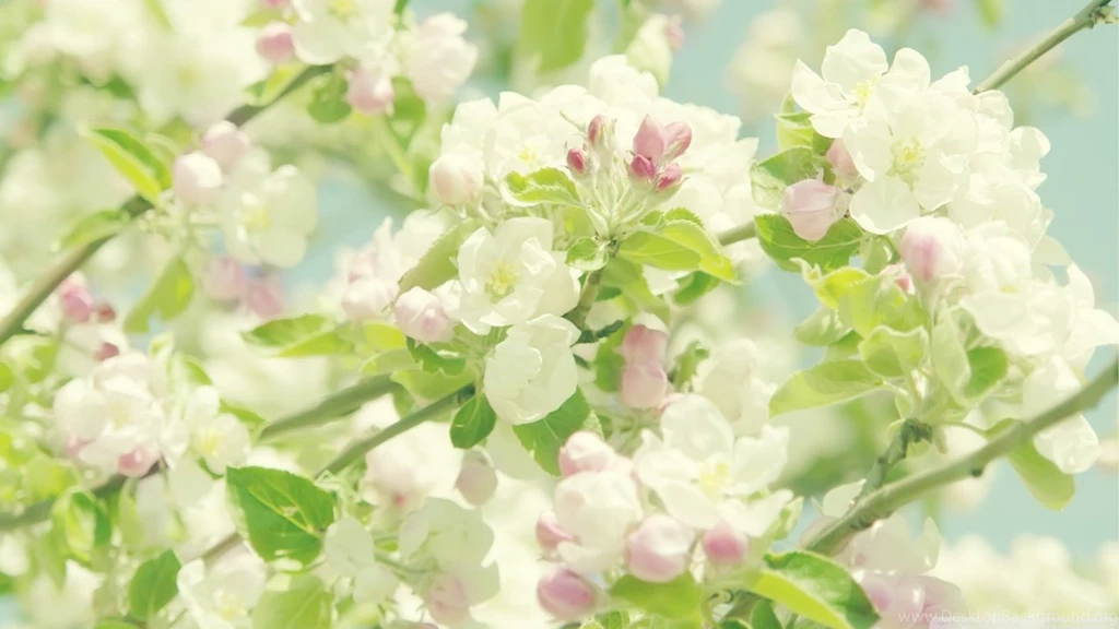 Blooming Apple Tree HD Desktop Wallpapers : High Definition ...