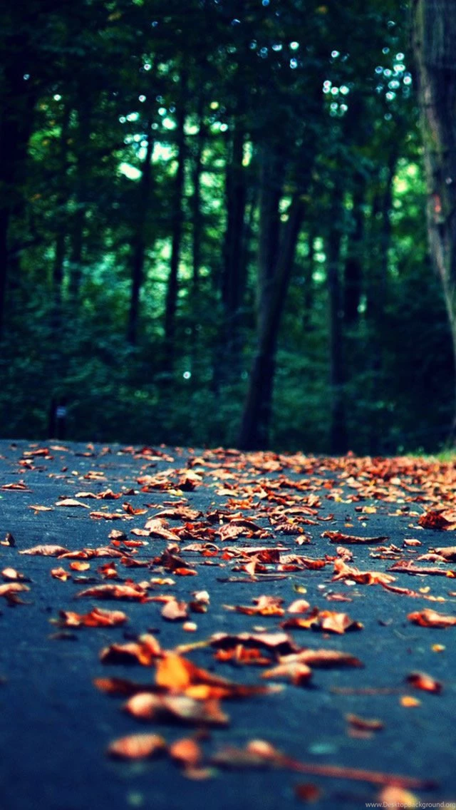 Leaves On The Road iPhone 5s Wallpapers Download