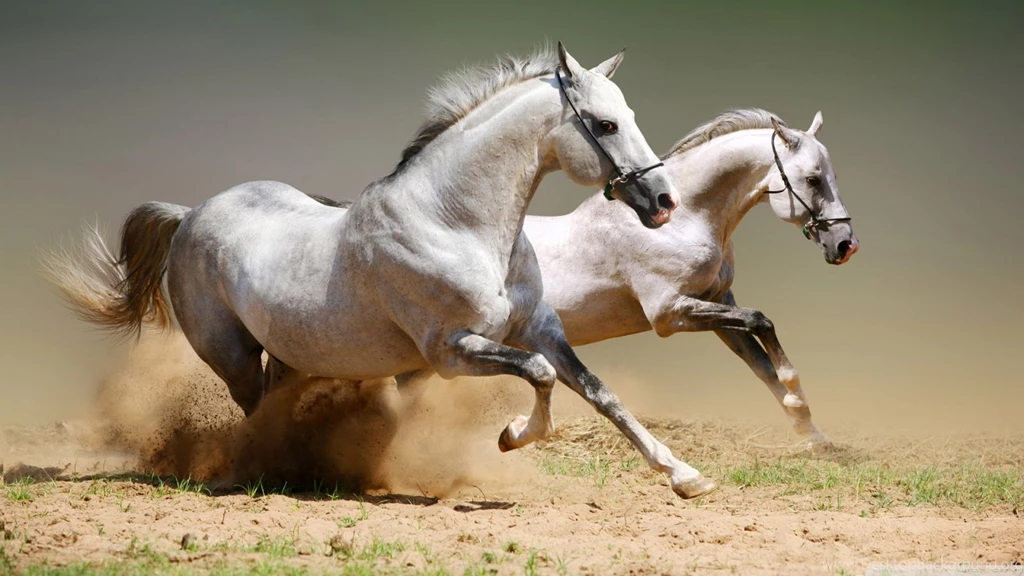 Horses HD Desktop Wallpapers : Widescreen : High Definition ...