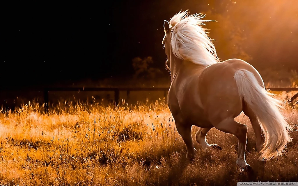 Horses Wallpapers Full HD [1920x1200]   Free Wallpapers Full Hd ...
