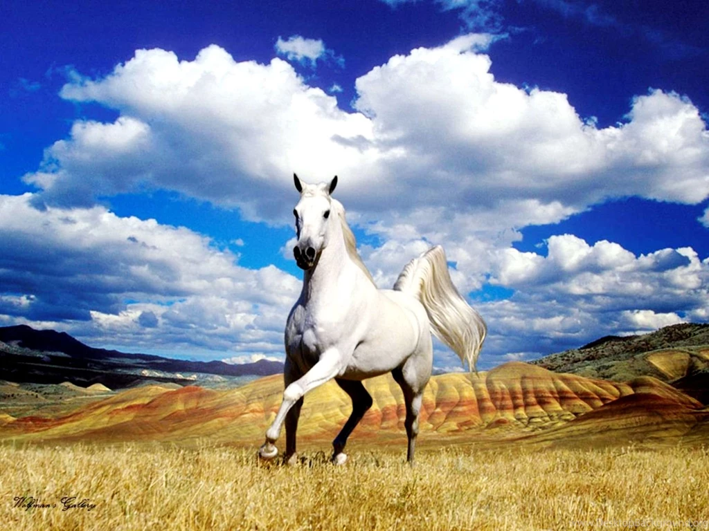 Animal Wallpaper: White Horse Wallpapers HD HD Backgrounds ...