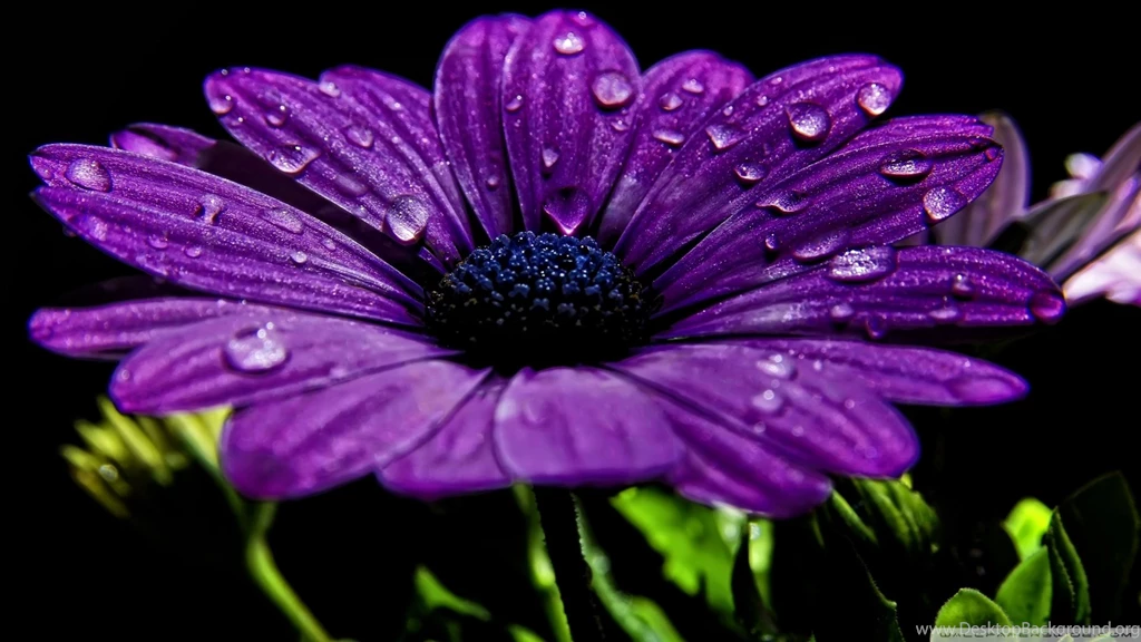 Wallpapers Beautiful