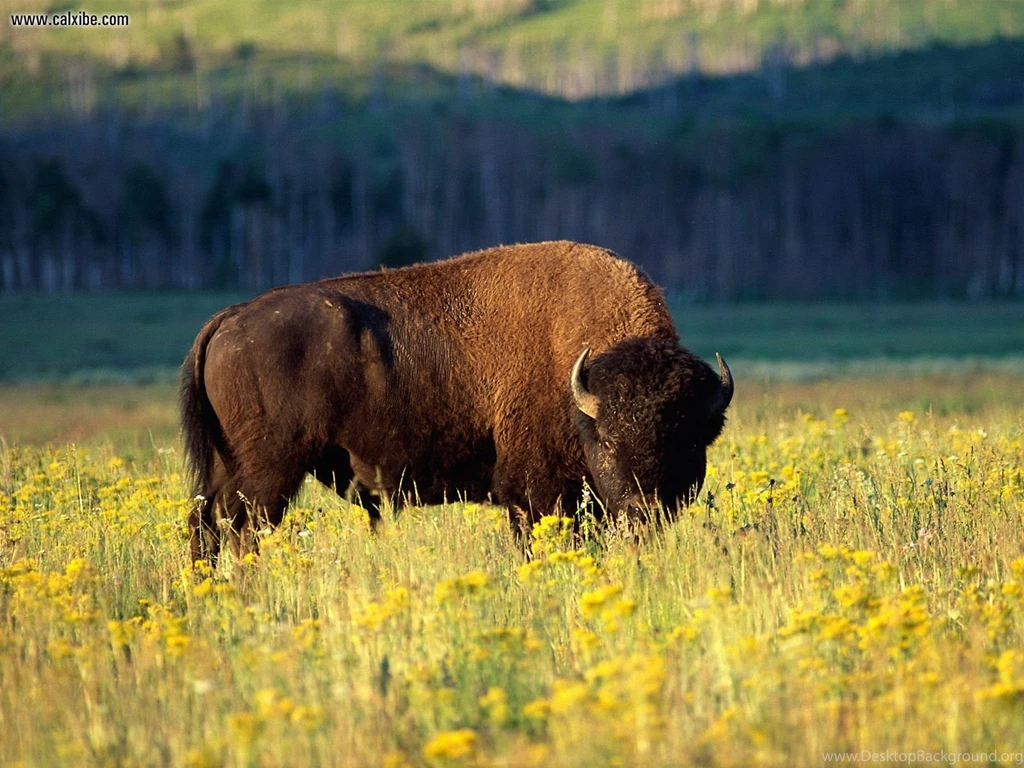Animals: Bison Grand Teton National Park Wyoming, Desktop ...
