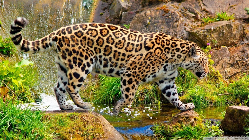 Wild Wallpapers Full HD [1920x1080]   Free Wallpapers Full Hd 1080p ...