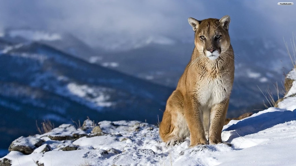 YouWall   Wild Puma Wallpapers   Wallpaper,wallpapers,free ...