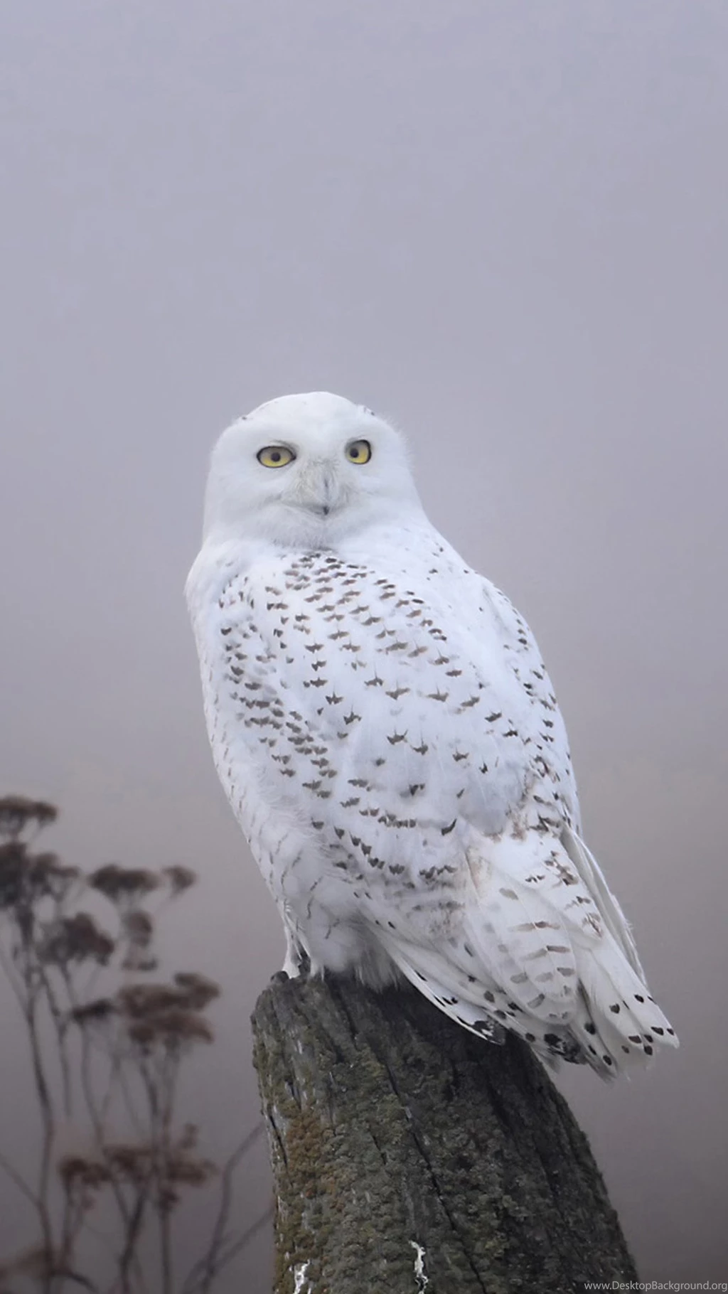 White Wild Birds Galaxy S6 Wallpapers