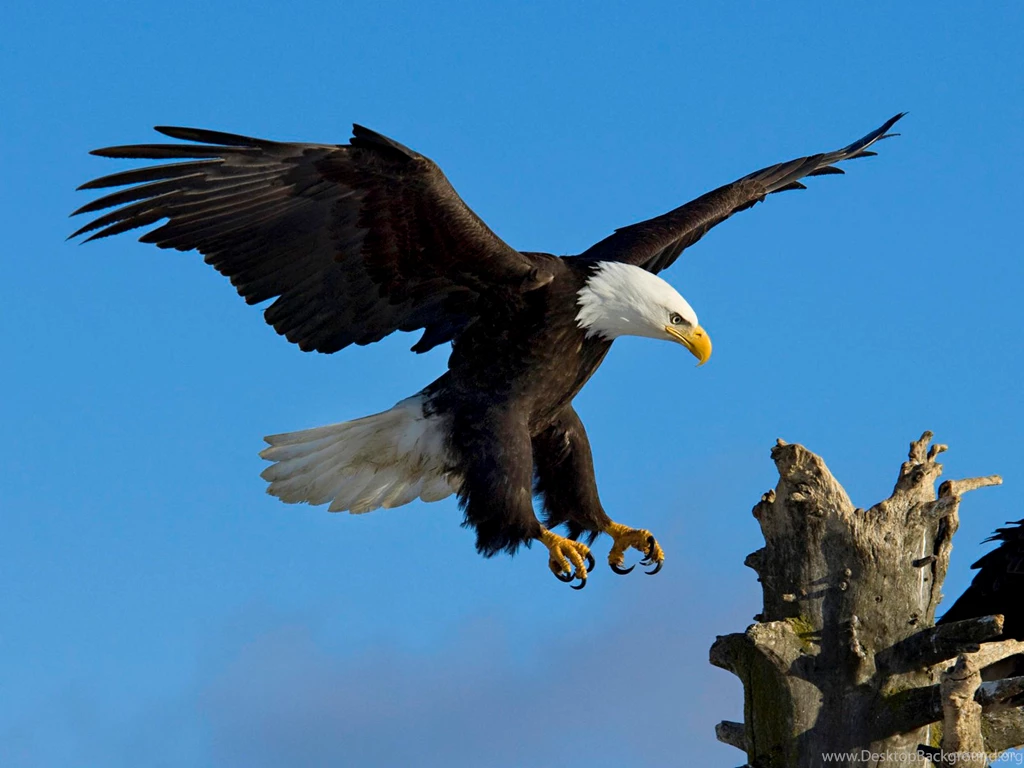 Eagle Wallpapers