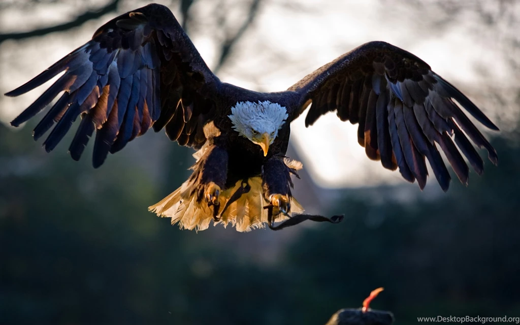 Eagle Wallpapers