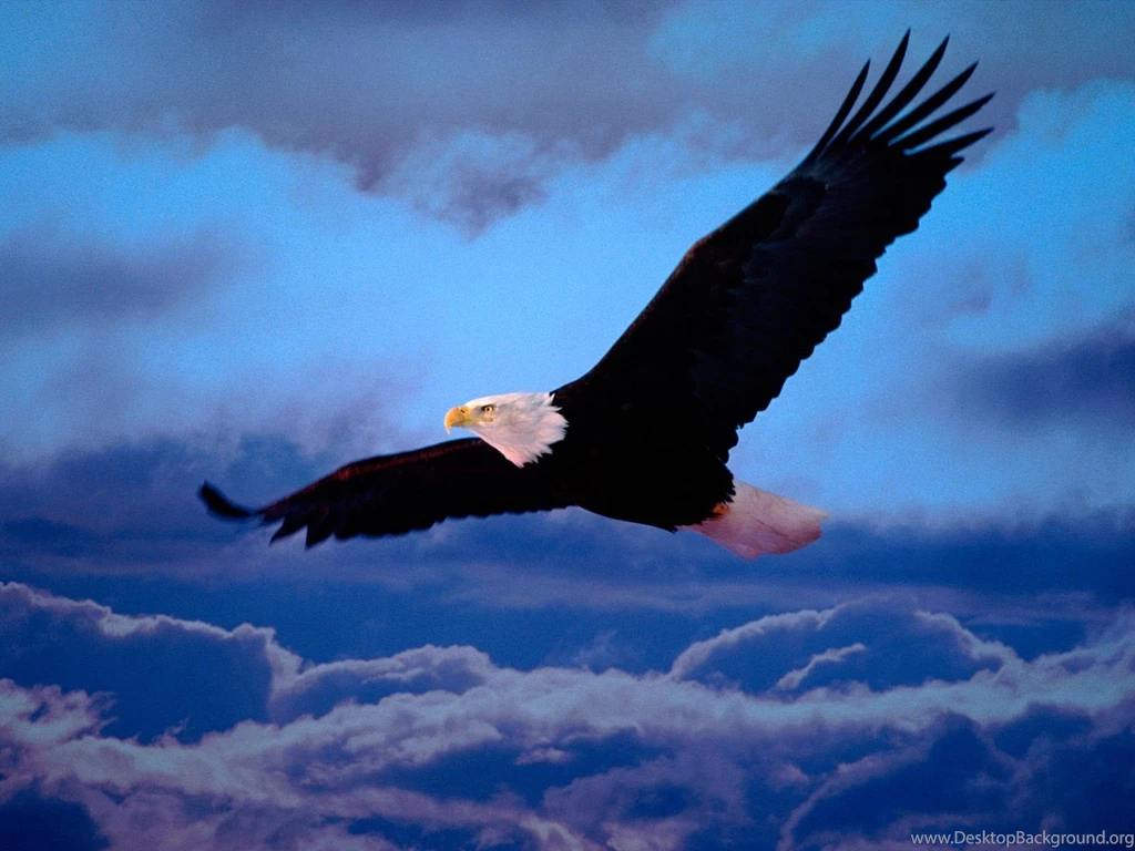 Eagle Wallpapers