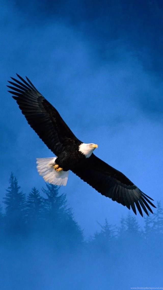 Wallpapers On Computer, You Can Easily Download Images To Your ...