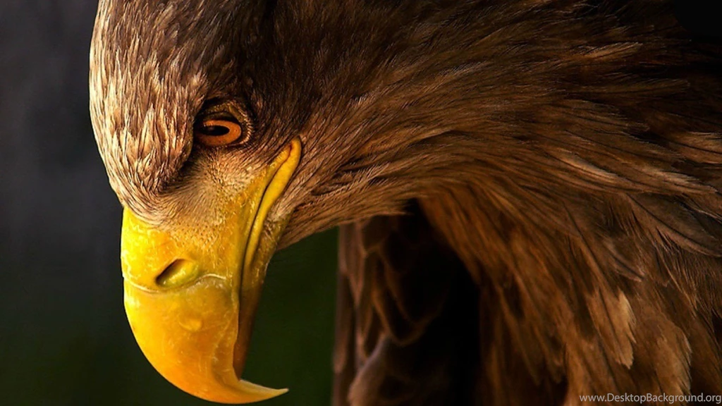 Download Eagle Wallpapers HD Resolution