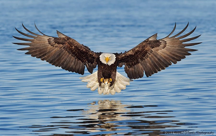 Eagle Pictures
