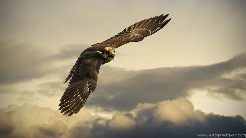 Download Eagle Wallpapers Photo