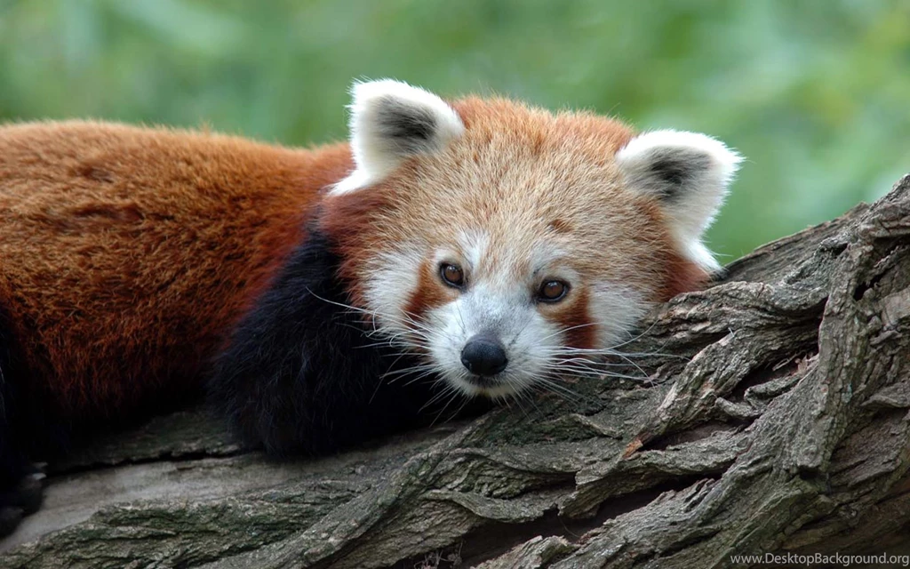 Widescreen Animal Wallpapers 1440x900 NO.17 Desktop Wallpapers ...